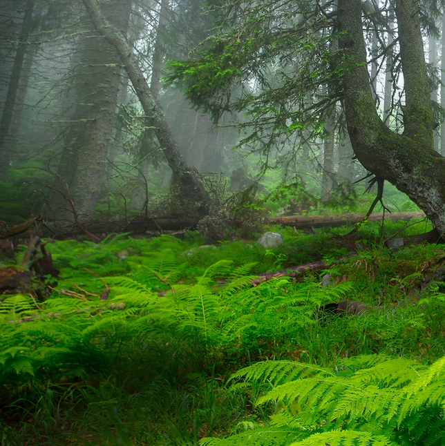 Fog & Fern Soy Candle 4 oz.