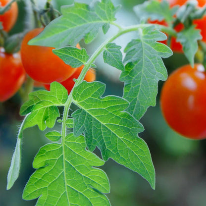 Tomato Leaf Soy Candle 4 oz.